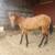 Cow bred colt 1 thumbnail