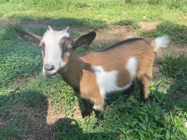Goat 1