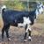 3 Young Lamancha Doelings 1 thumbnail