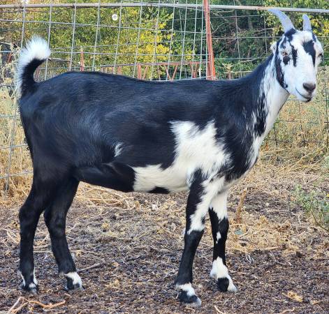 3 Young Lamancha Doelings 1
