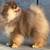 Pom pup 3 thumbnail