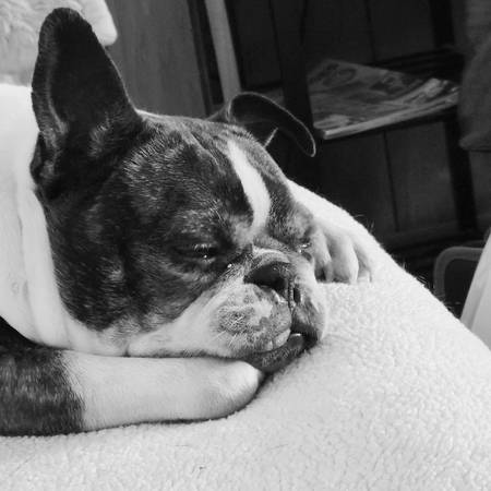 Macho Boston Terrier de 6 años, castrado, vacunado (Hillsboro)63439527526401122