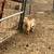 Mini lamancha doeling 3 thumbnail