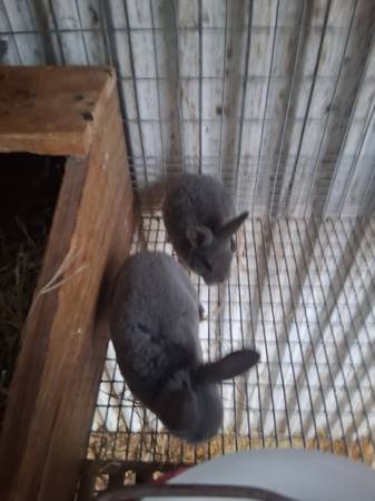 Blue Mini Rex Bunnies 1