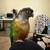 Green cheek Conure 2 thumbnail