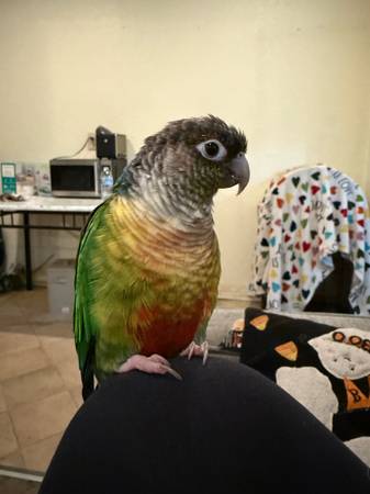 Conure mejilla verde (Santa Fe Springs)63865302663681121