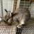 Netherland dwarf bunny rabbit 2 thumbnail