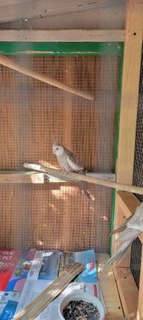 Male Cockatiels - $170 Each (Elk Grove)63848875083267123