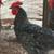 Roosters for sale 9 thumbnail