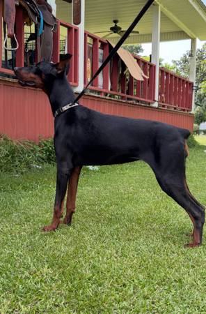 Doberman 1