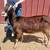 Lamancha Does For Sale 2 thumbnail