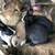 Rabbits 2 thumbnail