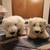 Polar Bear Stuffed Animals 1 thumbnail