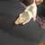 Rats fancy 9 thumbnail