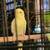Yellow Parakeet Needs Home 1 thumbnail