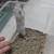 Gerbils Looking For New Homes 4 thumbnail