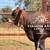 HEIFER CALFS 2 thumbnail