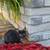 Black kittens 4 thumbnail