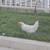 Farm fresh Eggs 4 thumbnail