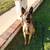 Male Belgian malinois 6 thumbnail