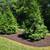 🌿 Professional Landscaping Tree Removal -Transform Your Yard Today! 1 thumbnail