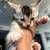 Polydactyly kittens 1 thumbnail