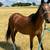 Filly 2 thumbnail