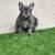 French Bulldog Puppies 8 thumbnail
