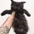 TICA European Maine Coon Kittens 2 thumbnail