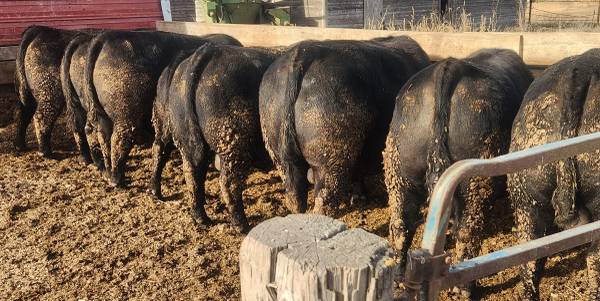2 year old OCC INFLUENCED Angus bulls - $4,000634407582274591211