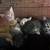 kittens 1 thumbnail