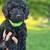 Mini & toy poodle 1 thumbnail