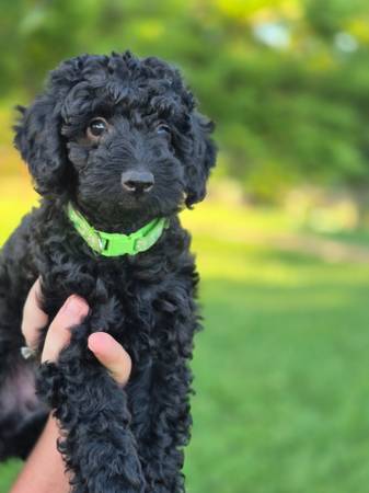 Mini & toy poodle 1
