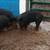 Berkshire gilts 6 thumbnail