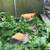 Chicken - Buff Orpingtons young pullets / chicks / chickens 1 thumbnail