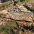 Carrillo's Stump Grinding**same day service available. 7 thumbnail