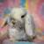 💗💕💝 Holland Lop Bunnies 💝💕💗 5 thumbnail