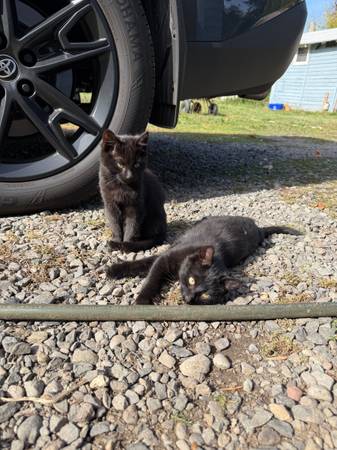Tres gatitos (Gresham)