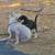 puppies 1 thumbnail