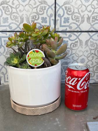 succulent plant arrangement in white ceramic planter 1