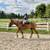 Babysitter Broke, Beginner Safe, Belgian Gelding Broke to Ride & Drive 6 thumbnail