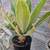 Agave one gallon large starter 2 thumbnail