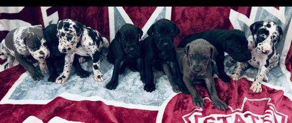 Great Danes63885277390337120