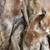Vintage Mink Fur Pelt Lot – Approx. 50 Pieces – Beautiful Condition 7 thumbnail