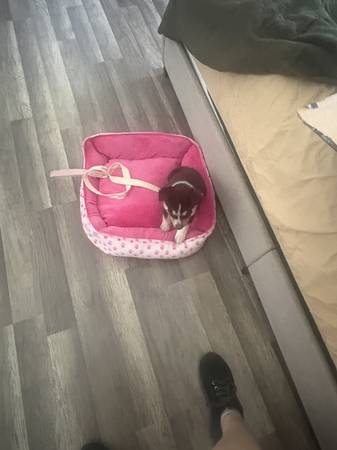 Free female husky mix (Ben Wheeler)
