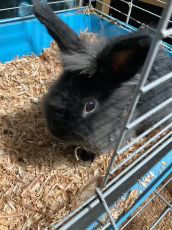 Conejo Lionhead (Morris)63844234117505122
