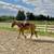 Babysitter Broke, Beginner Safe, Belgian Gelding Broke to Ride & Drive 7 thumbnail