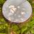 Ashiko. West cliff percussion. Large standard size 4 thumbnail