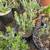1 gallon Succulent - Senecio anteuphorbium (Swizzle Sticks) 5 for $20 5 thumbnail