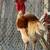 Rooster 1 thumbnail